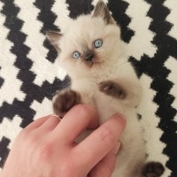 Scottish Fold, Kedi  Scottish british Yavru Kedilerimiz fotoğrafı