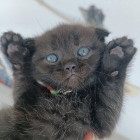 Scottish Fold, Kedi  Scottish british Yavru Kedilerimiz fotoğrafı