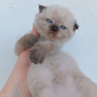 Scottish Fold, Kedi  Scottish british Yavru Kedilerimiz fotoğrafı
