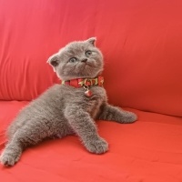 Scottish Fold, Kedi  Scottish british Yavru Kedilerimiz fotoğrafı