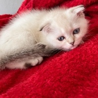 Scottish Fold, Kedi  İnci fotoğrafı
