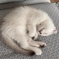 Scottish Fold, Kedi  İnci fotoğrafı