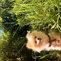 Pomeranyalı, Köpek  aybars fotoğrafı