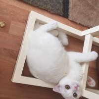 Scottish Fold, Kedi  Loki fotoğrafı