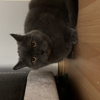 British Shorthair, Kedi  Sherlock fotoğrafı