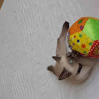 Siyam Kedisi, Kedi  Paşa  fotoğrafı