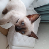 Siyam Kedisi, Kedi  Paşa  fotoğrafı