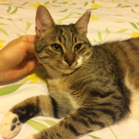 Tekir Kedi, Kedi  Mırmır fotoğrafı