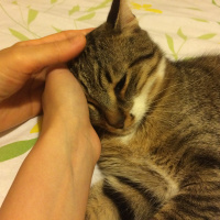 Tekir Kedi, Kedi  Mırmır fotoğrafı