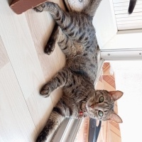 Tekir Kedi, Kedi  Muezza fotoğrafı