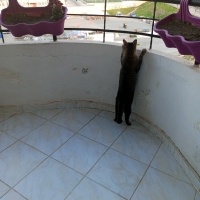 Tekir Kedi, Kedi  AKILLI KIZIM BADEM fotoğrafı