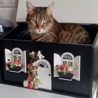 Tekir Kedi, Kedi  AKILLI KIZIM BADEM fotoğrafı