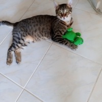 Tekir Kedi, Kedi  AKILLI KIZIM BADEM fotoğrafı