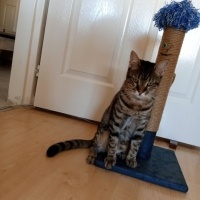 Tekir Kedi, Kedi  AKILLI KIZIM BADEM fotoğrafı