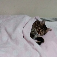 Tekir Kedi, Kedi  AKILLI KIZIM BADEM fotoğrafı