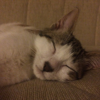 Tekir Kedi, Kedi  Düğme fotoğrafı