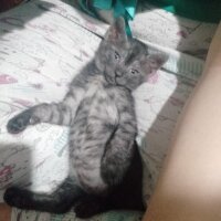 Tekir Kedi, Kedi  Alice fotoğrafı