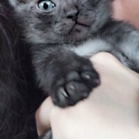 Tekir Kedi, Kedi  Alice fotoğrafı