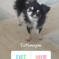 Pomeranyalı, Köpek  Ateş  fotoğrafı
