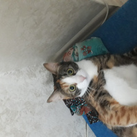 Tekir Kedi, Kedi  Pocik fotoğrafı