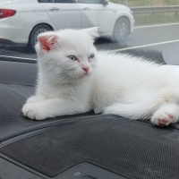 Scottish Fold, Kedi  PRENS VE PRENSESLER fotoğrafı