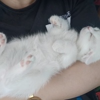 Scottish Fold, Kedi  PRENS VE PRENSESLER fotoğrafı