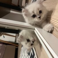 British Longhair, Kedi  Lilly fotoğrafı