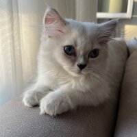 British Longhair, Kedi  Lilly fotoğrafı