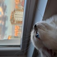 British Longhair, Kedi  Lilly fotoğrafı