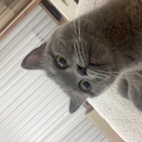 British Shorthair, Kedi  Nazlı fotoğrafı