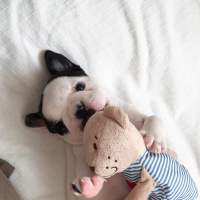 Fransız Bulldog, Köpek  Pablo Escobar fotoğrafı