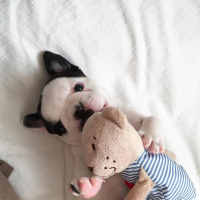 Fransız Bulldog, Köpek  Pablo Escobar fotoğrafı