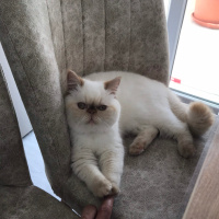 Exotic Shorthair, Kedi  Paris fotoğrafı