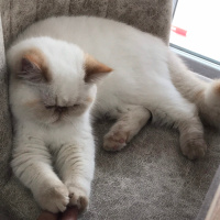 Exotic Shorthair, Kedi  Paris fotoğrafı