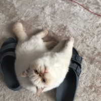 Exotic Shorthair, Kedi  Paris fotoğrafı