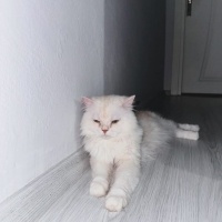 İran Kedisi (Persian), Kedi  Bulut fotoğrafı
