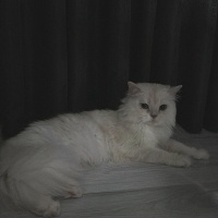 İran Kedisi (Persian), Kedi  Bulut fotoğrafı
