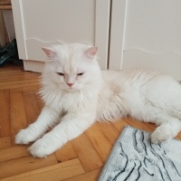 İran Kedisi (Persian), Kedi  Bulut fotoğrafı