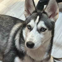 Sibirya Kurdu (Husky), Köpek  Riva fotoğrafı