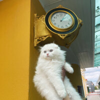 Scottish Fold, Kedi  Milky fotoğrafı