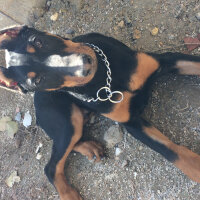 Doberman Pinscher, Köpek  Ares fotoğrafı