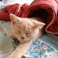 British Shorthair, Kedi  Balım fotoğrafı