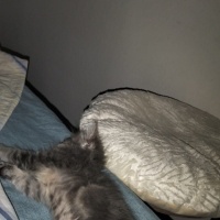 Tekir Kedi, Kedi  Mari fotoğrafı