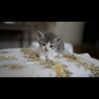 Tuxedo (Smokin) Kedi, Kedi  Nini fotoğrafı