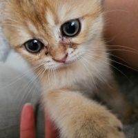 British Shorthair, Kedi  Behlül fotoğrafı