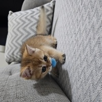 British Shorthair, Kedi  Behlül fotoğrafı