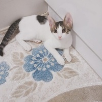 Tekir Kedi, Kedi  Mila fotoğrafı