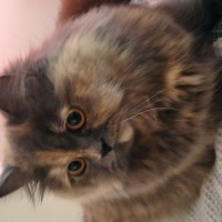 British Longhair, Kedi  Angela fotoğrafı