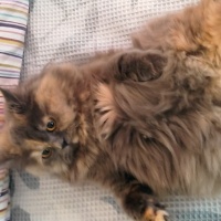 British Longhair, Kedi  Angela fotoğrafı
