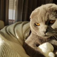 Scottish Fold, Kedi  TOSUN fotoğrafı